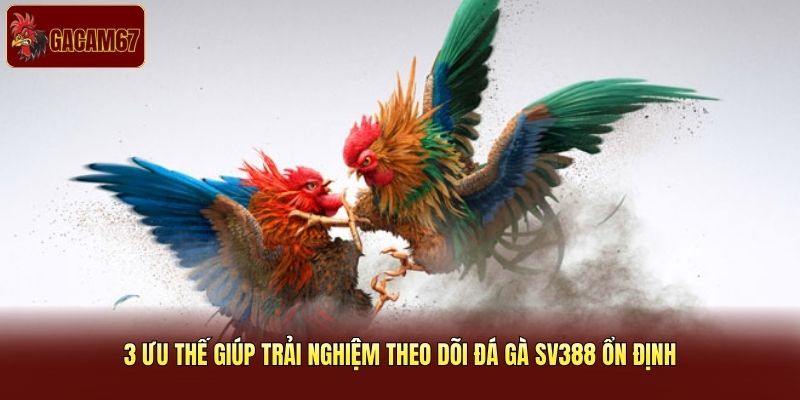 3 ưu thế giúp trải nghiệm theo dõi đá gà SV388 ổn định 3 ưu thế giúp trải nghiệm theo dõi đá gà SV388 ổn định