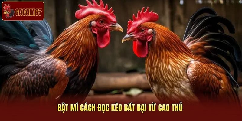 Bật mí cách đọc kèo bất bại từ cao thủ 