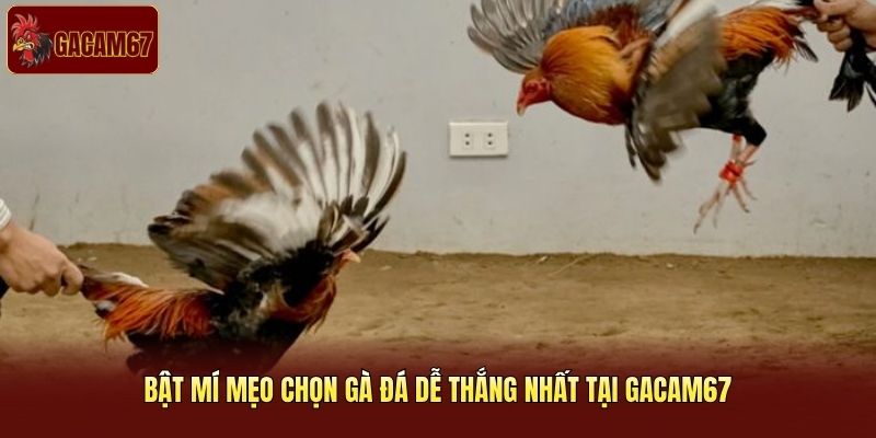 Bật mí mẹo chọn gà đá dễ thắng nhất tại Gacam67