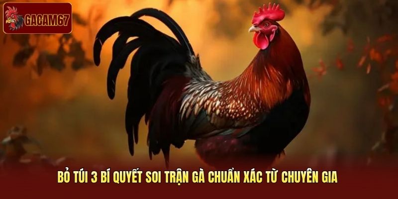 Bỏ túi 3 bí quyết soi trận gà chuẩn xác từ chuyên gia 