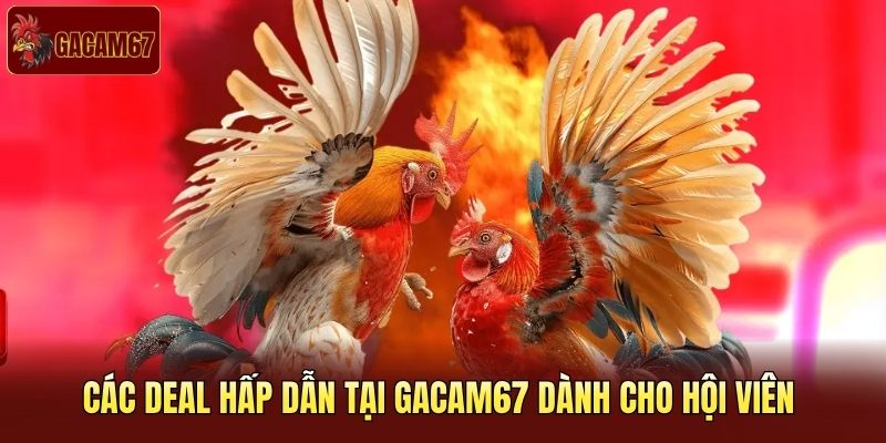 Các deal hấp dẫn tại Gacam67 dành cho hội viên 