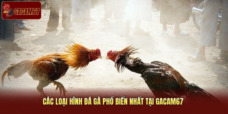 Các loại hình đá gà phổ biến nhất tại Gacam67 