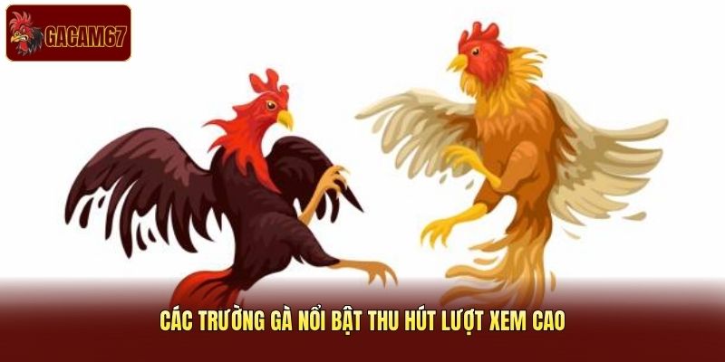 Các trường gà nổi bật thu hút lượt xem cao