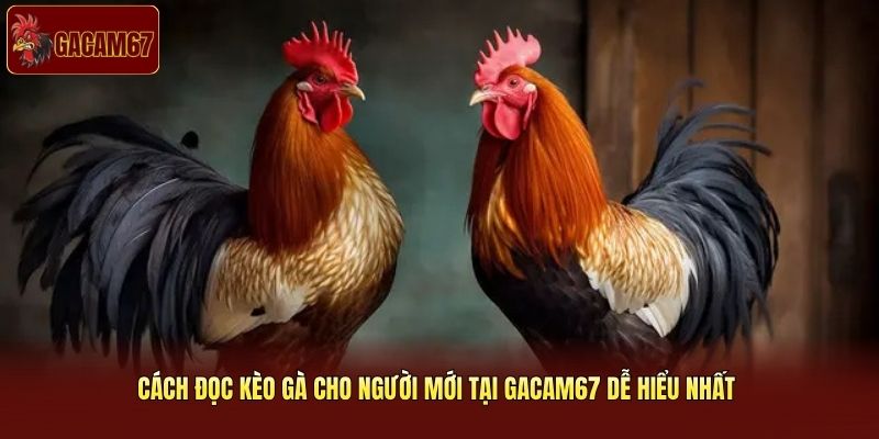 Cách Đọc Kèo Gà Cho Người Mới Tại Gacam67 Dễ Hiểu Nhất 