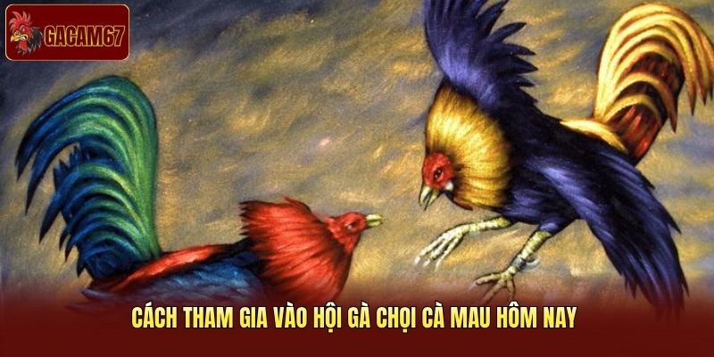 Cách tham gia vào hội gà chọi Cà Mau hôm nay 