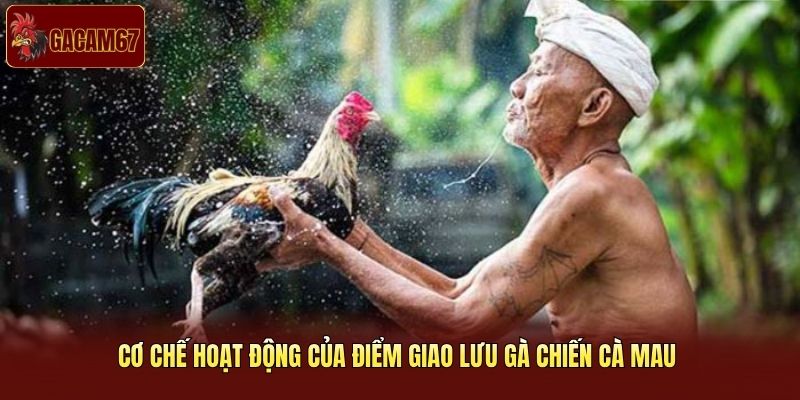 Cơ chế hoạt động của điểm giao lưu gà chiến Cà Mau 