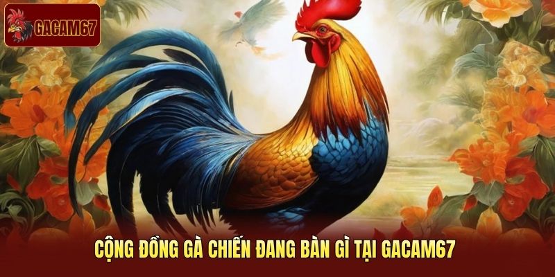 Cộng đồng gà chiến đang bàn gì tại Gacam67 