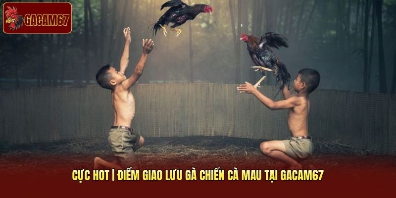 Cực Hot | Điểm Giao Lưu Gà Chiến Cà Mau Tại Gacam67