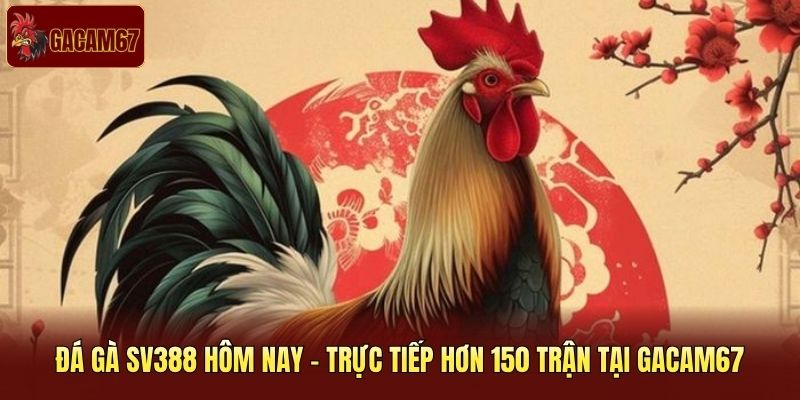 Đá Gà SV388 Hôm Nay - Trực Tiếp Hơn 150 Trận Tại Gacam67