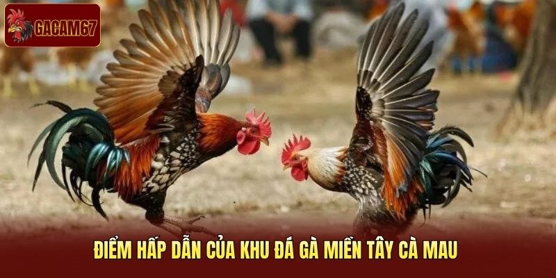 Điểm hấp dẫn của khu đá gà miền Tây Cà Mau 