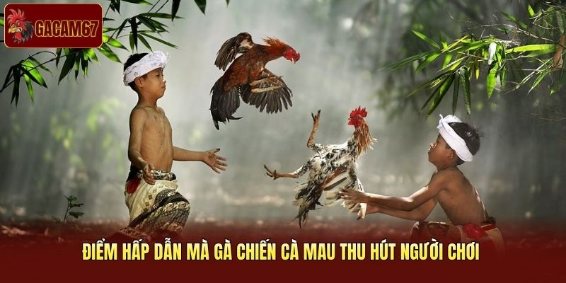 Điểm hấp dẫn mà gà chiến Cà Mau thu hút người chơi 