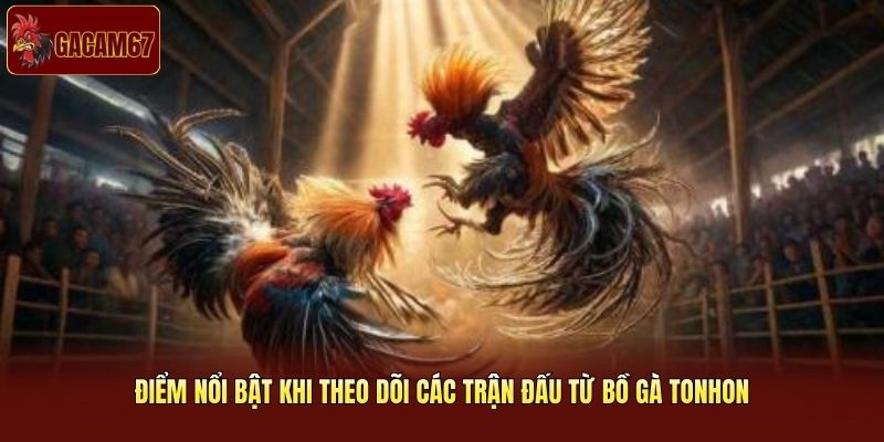 Điểm nổi bật khi theo dõi các trận đấu từ bồ gà Tonhon Điểm nổi bật khi theo dõi các trận đấu từ bồ gà Tonhon