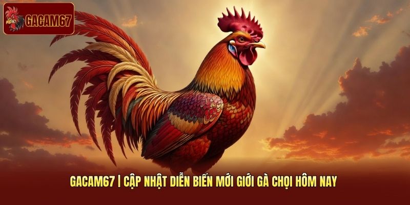 Gacam67 Cập Nhật Diễn Biến Mới Giới Gà Chọi Hôm Nay