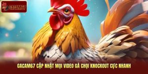 Gacam67 Cập nhật Mọi Video Gà Chọi Knockout Cực Nhanh