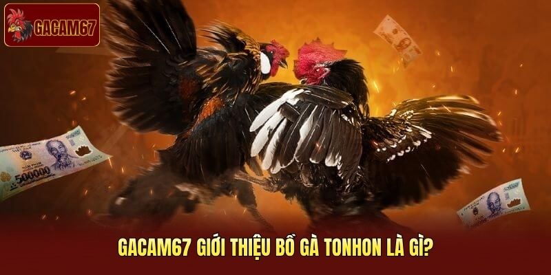 Gacam67 giới thiệu bồ gà Tonhon là gì? Gacam67 giới thiệu bồ gà Tonhon là gì?