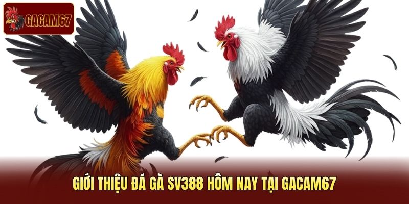 Giới thiệu đá gà SV388 hôm nay tại Gacam67 Giới thiệu đá gà SV388 hôm nay tại Gacam67