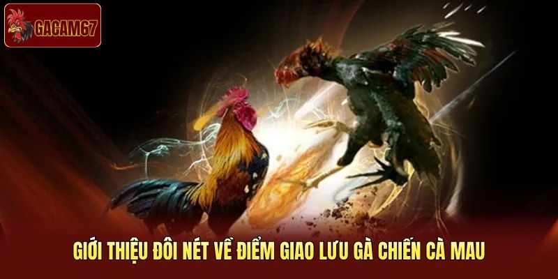 Giới thiệu đôi nét về điểm giao lưu gà chiến Cà Mau