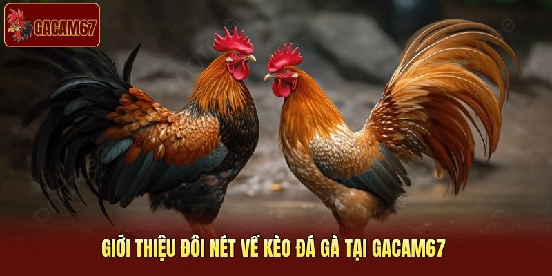 Giới thiệu đôi nét về kèo đá gà tại Gacam67 