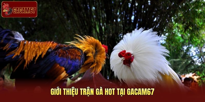 Giới thiệu trận gà hot tại Gacam67 Giới thiệu trận gà hot tại Gacam67