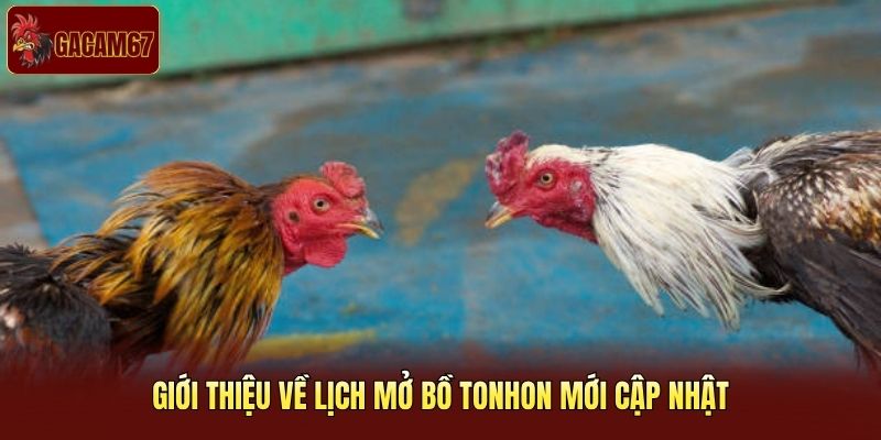 Giới thiệu về lịch mở bồ Tonhon mới cập nhật Giới thiệu về lịch mở bồ Tonhon mới cập nhật