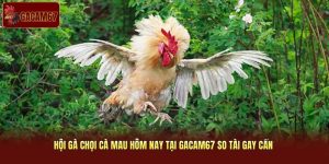 Hội Gà Chọi Cà Mau Hôm Nay Tại Gacam67 So Tài Gay Cấn 