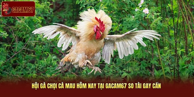 Hội Gà Chọi Cà Mau Hôm Nay Tại Gacam67 So Tài Gay Cấn 