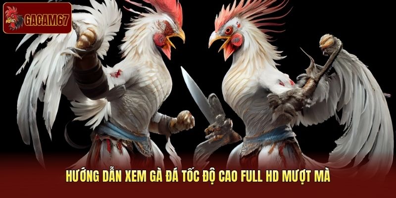 Hướng dẫn xem gà đá tốc độ cao full HD mượt mà