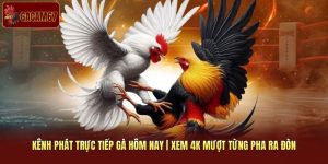 Kênh Phát Trực Tiếp Gà Hôm Nay | Xem 4K Mượt Từng Pha Ra Đòn