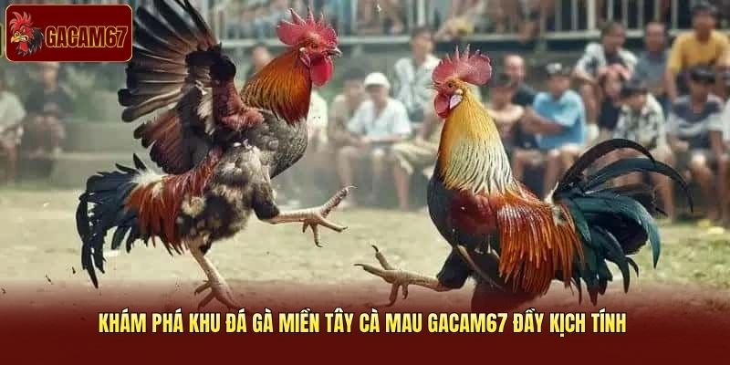 Khám Phá Khu Đá Gà Miền Tây Cà Mau Gacam67 Đầy Kịch Tính 