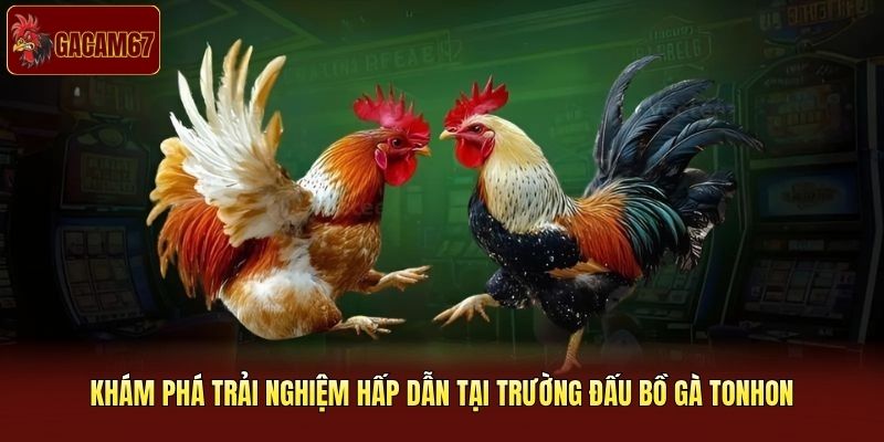 Khám phá trải nghiệm hấp dẫn tại trường đấu bồ gà Tonhon Khám phá trải nghiệm hấp dẫn tại trường đấu bồ gà Tonhon