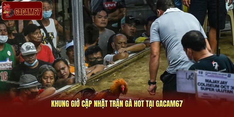 Khung giờ cập nhật trận gà hot tại Gacam67 Khung giờ cập nhật trận gà hot tại Gacam67