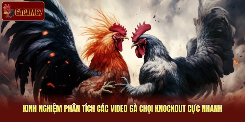 Kinh nghiệm phân tích các video gà chọi knockout cực nhanh Kinh nghiệm phân tích các video gà chọi knockout cực nhanh