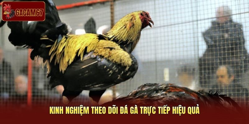Kinh nghiệm theo dõi đá gà trực tiếp hiệu quả
