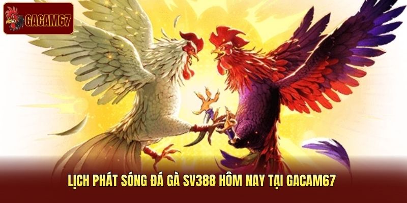 Lịch phát sóng đá gà SV388 hôm nay tại Gacam67 | Lịch phát sóng đá gà SV388 hôm nay tại Gacam67 |
