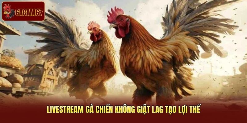 Livestream gà chiến không giật lag tạo lợi thế Livestream gà chiến không giật lag tạo lợi thế