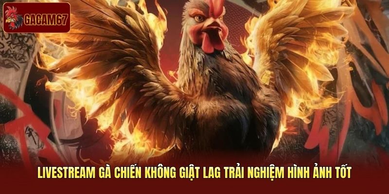 Livestream gà chiến không giật lag trải nghiệm hình ảnh tốt Livestream gà chiến không giật lag trải nghiệm hình ảnh tốt