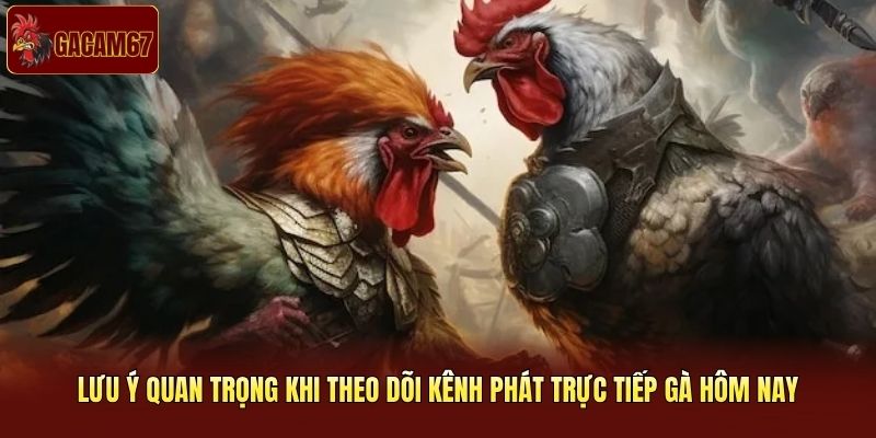 Lưu ý quan trọng khi theo dõi kênh phát trực tiếp gà hôm nay