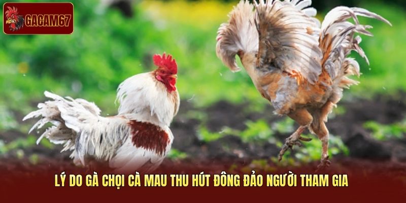 Lý do gà chọi Cà Mau thu hút đông đảo người tham gia 