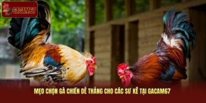 Mẹo Chọn Gà Chiến Dễ Thắng Cho Các Sư Kê Tại Gacam67 