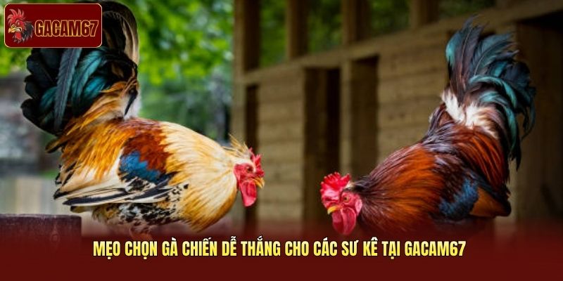 Mẹo Chọn Gà Chiến Dễ Thắng Cho Các Sư Kê Tại Gacam67 