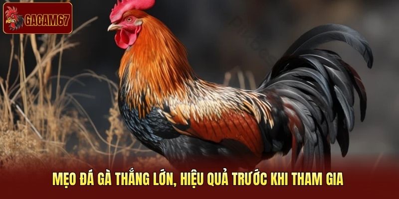 Mẹo đá gà thắng lớn, hiệu quả trước khi tham gia 