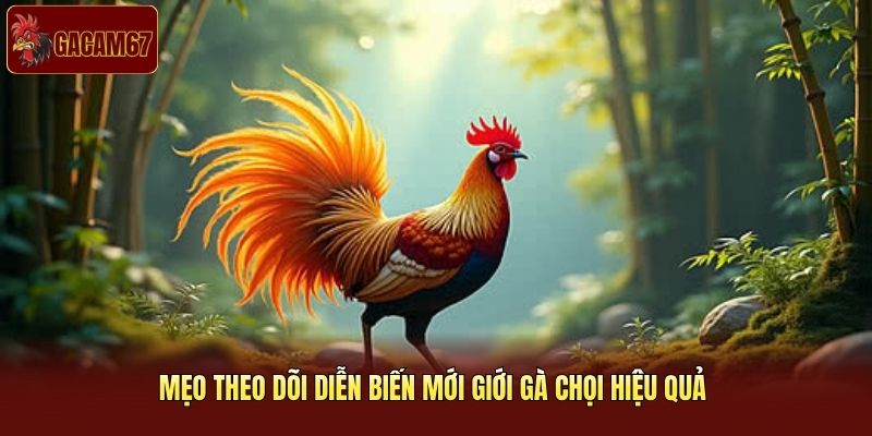 Mẹo theo dõi diễn biến mới giới gà chọi hiệu quả Mẹo theo dõi diễn biến mới giới gà chọi hiệu quả