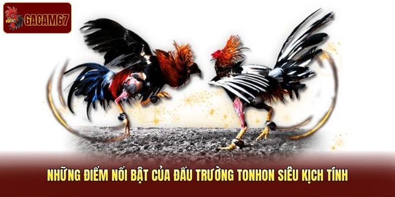Những điểm nổi bật của đấu trường Tonhon siêu kịch tính Những điểm nổi bật của đấu trường Tonhon siêu kịch tính