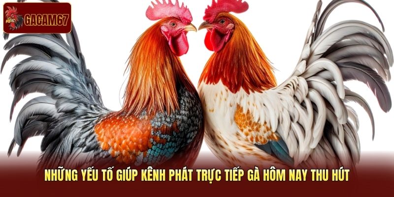 Những yếu tố giúp kênh phát trực tiếp gà hôm nay thu hút