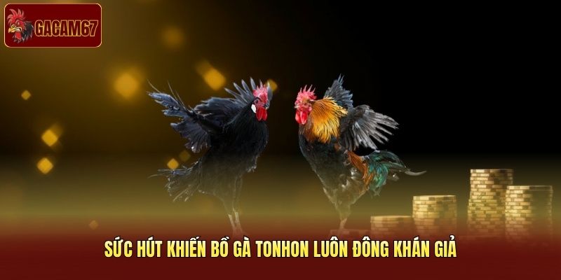Sức hút khiến bồ gà Tonhon luôn đông khán giả Sức hút khiến bồ gà Tonhon luôn đông khán giả