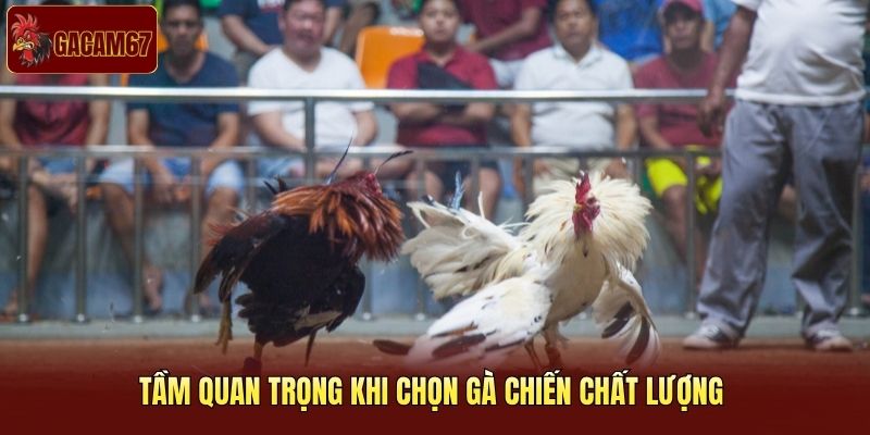 Tầm quan trọng khi chọn gà chiến chất lượng 