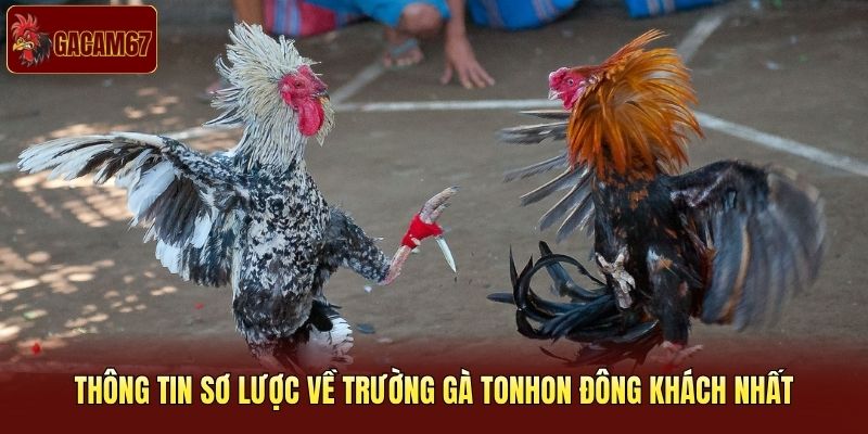 Thông tin sơ lược về trường gà Tonhon đông khách nhất Thông tin sơ lược về trường gà Tonhon đông khách nhất