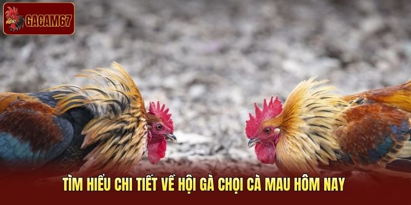 Tìm hiểu chi tiết về hội gà chọi Cà Mau hôm nay 