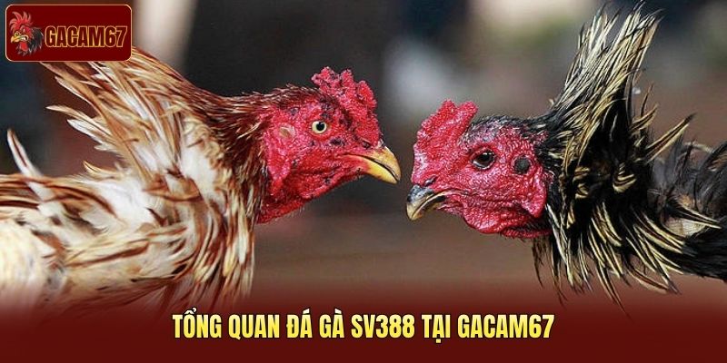 Tổng quan đá gà SV388 tại Gacam67 Tổng quan đá gà SV388 tại Gacam67