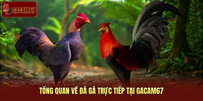 Tổng quan về đá gà trực tiếp tại Gacam67